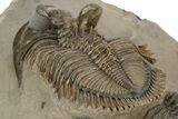 Amazing, Tower Eyed Erbenochile Trilobite - Morocco #232764-4